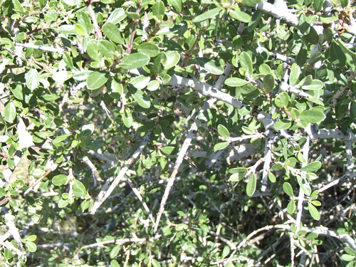Ceanothus cuneatus (Buckbrush) (alternate view 4)