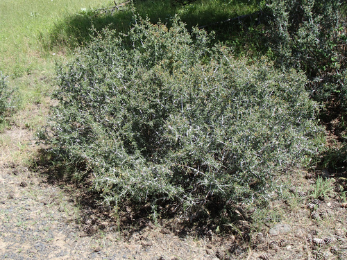 Ceanothus cuneatus (Buckbrush)