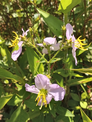 Rhexia mariana (Maryland meadowbeauty) (alternate view 5)