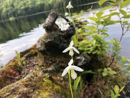 Pogonia ophioglossoides (Rose Pogonia)