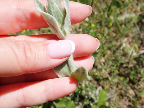 Stachys byzantina (lamb's ears) (alternate view 9)