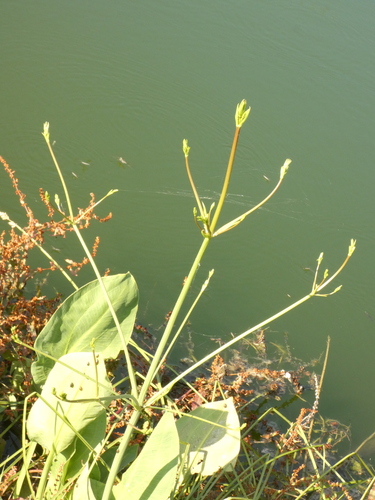 Alisma plantago-aquatica (water-plantain)