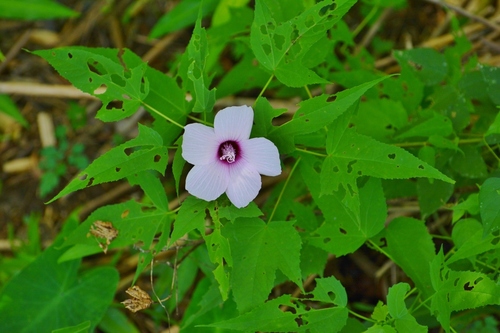 Hibiscus laevis (Halberd-leaf Rosemallow) (alternate view 5)