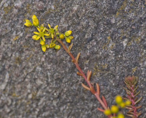 Petrosedum rupestre (Reflexed Stonecrop)