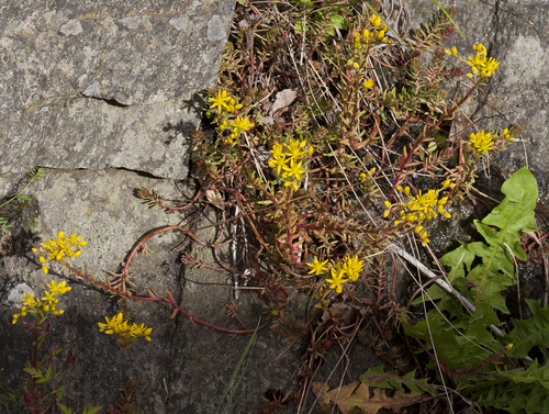 Petrosedum rupestre (Reflexed Stonecrop)