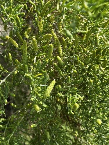 Sarcobatus vermiculatus (Greasewood)