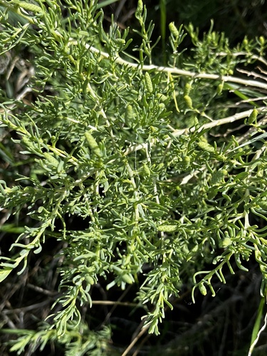Sarcobatus vermiculatus (Greasewood) (alternate view 2)
