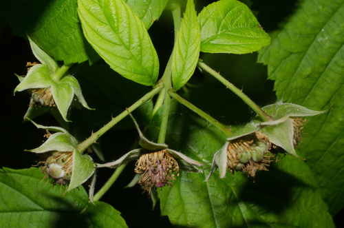 Rubus idaeus (raspberry) (alternate view 4)