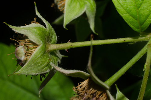 Rubus idaeus (raspberry) (alternate view 5)
