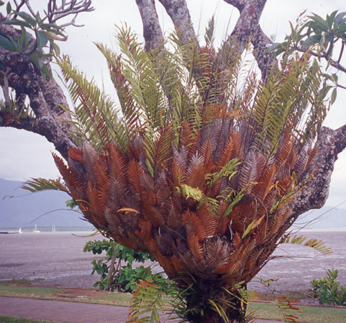 Drynaria rigidula (basket fern)