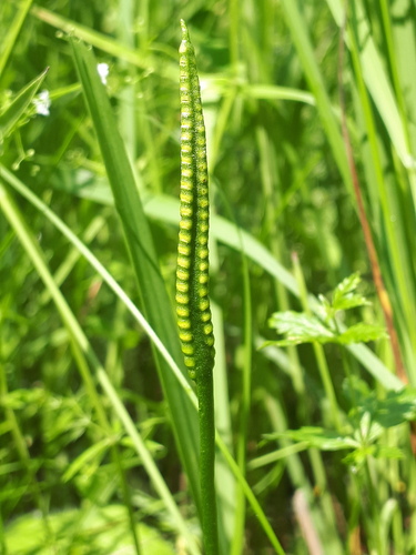 Ophioglossum vulgatum (southern adder's-tongue)