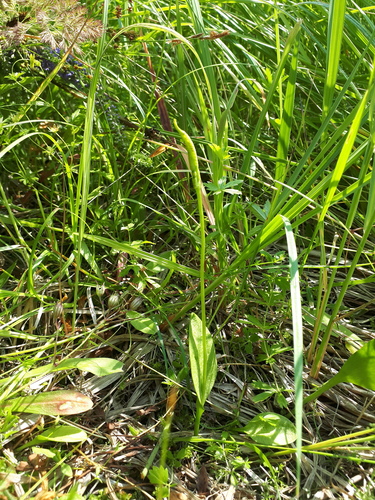 Ophioglossum vulgatum (southern adder's-tongue)