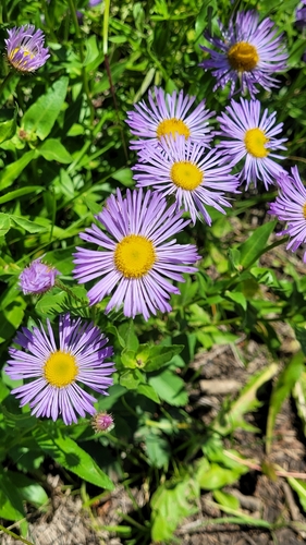 Erigeron speciosus (Showy Fleabane) (alternate view 6)