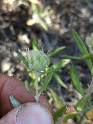 Monardella (Monardellas) (alternate view 3)