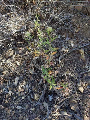 Monardella (Monardellas) (alternate view 4)