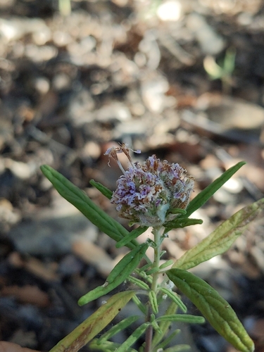 Monardella (Monardellas) (alternate view 5)