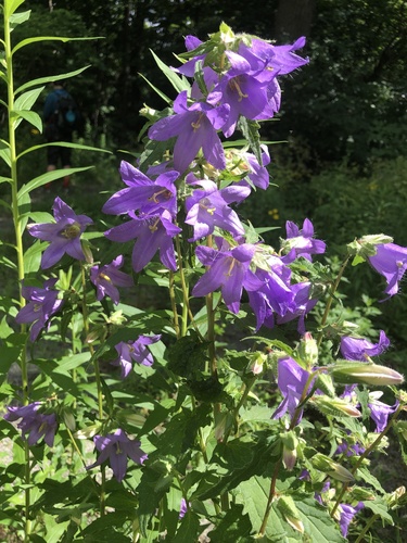 Campanula trachelium (Nettle-leaved Bellflower)