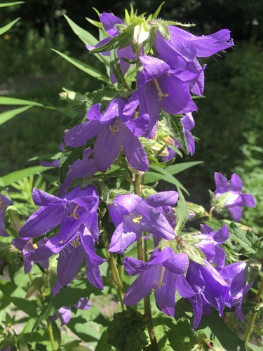 Campanula trachelium (Nettle-leaved Bellflower)