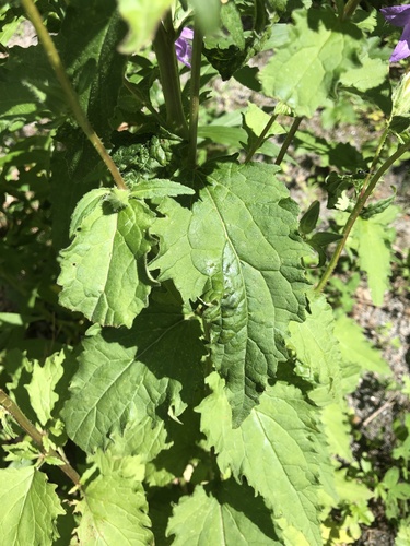 Campanula trachelium (Nettle-leaved Bellflower)