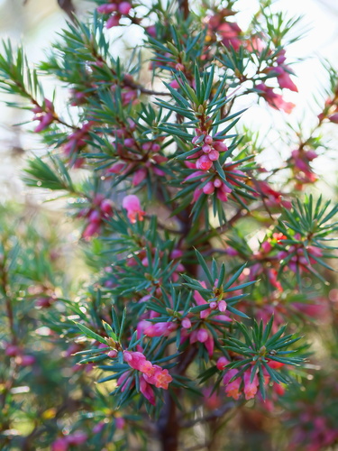Brachyloma ericoides (brush heath)