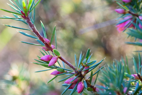 Brachyloma ericoides (brush heath) (alternate view 2)
