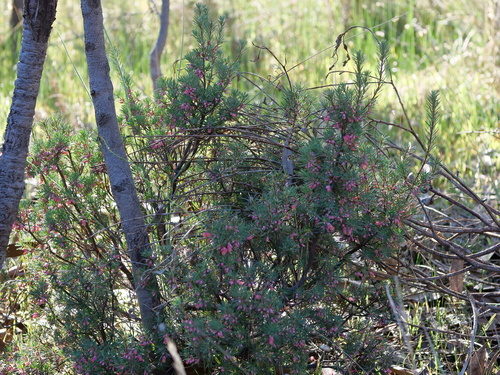 Brachyloma ericoides (brush heath) (alternate view 3)