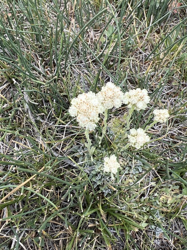 Antennaria microphylla (Rosy Pussytoes) (alternate view 4)