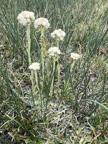Antennaria microphylla (Rosy Pussytoes) (alternate view 3)