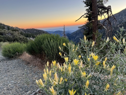 Mentzelia laevicaulis (Giant Blazingstar)