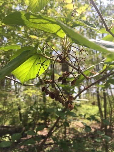 Viburnum dilatatum (linden viburnum) (alternate view 9)