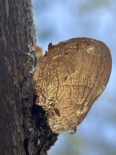 Neltuma velutina (velvet mesquite) (alternate view 3)