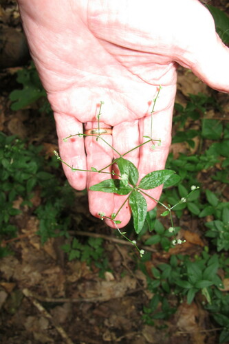 Galium circaezans (licorice bedstraw) (alternate view 2)