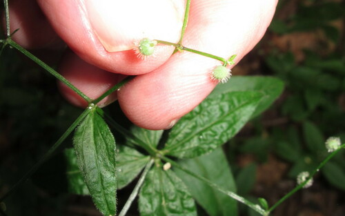 Galium circaezans (licorice bedstraw) (alternate view 3)