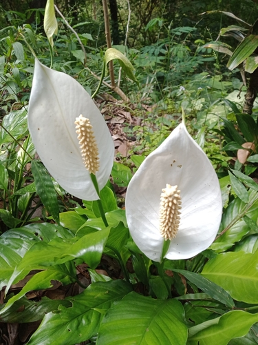 Spathiphyllum wallisii (Peace Lily)