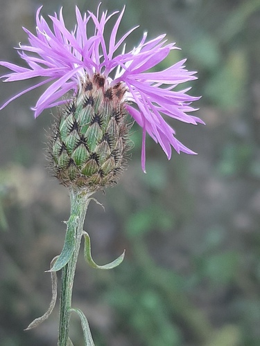 Centaurea stoebe (spotted knapweed)