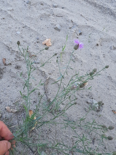 Centaurea stoebe (spotted knapweed) (alternate view 2)