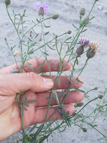 Centaurea stoebe (spotted knapweed) (alternate view 3)