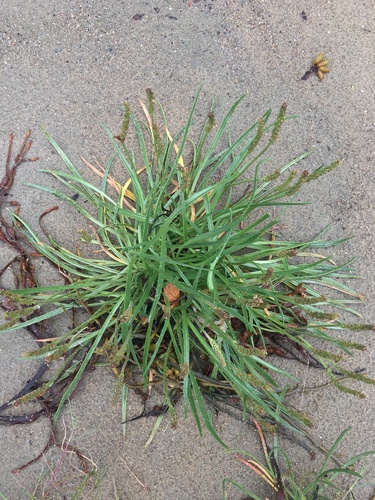 Plantago maritima (Sea Plantain)