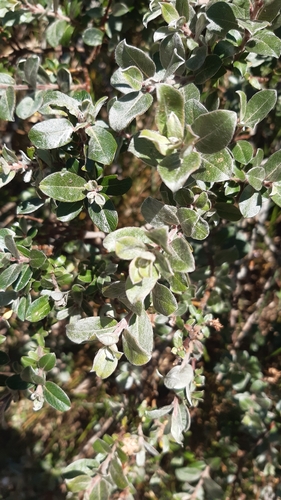 Salix repens (Creeping Willow)