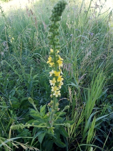 Agrimonia eupatoria (common agrimony)