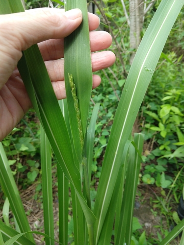Tripsacum dactyloides (eastern gamagrass) (alternate view 4)