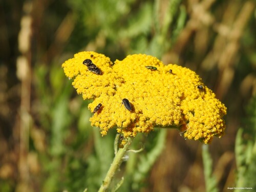 Achillea filipendulina (Fern-leaf Yarrow)