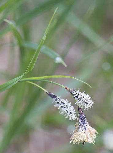 Carex mertensii (Merten's Sedge)