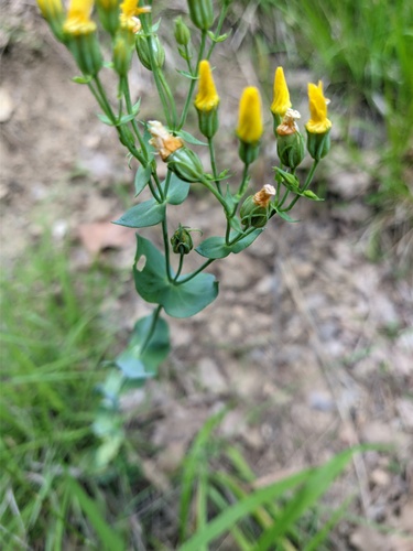 Blackstonia perfoliata (Yellow-wort)