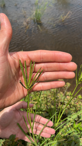 Eleusine indica (Goose Grass) (alternate view 5)