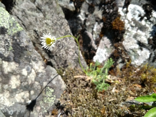 Erigeron compositus (cut-leaf fleabane)