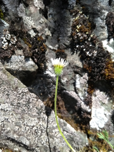 Erigeron compositus (cut-leaf fleabane) (alternate view 2)