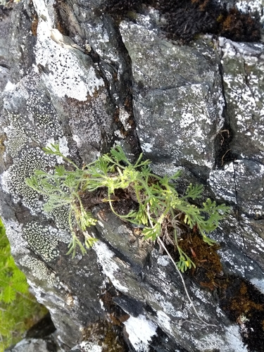 Erigeron compositus (cut-leaf fleabane) (alternate view 3)
