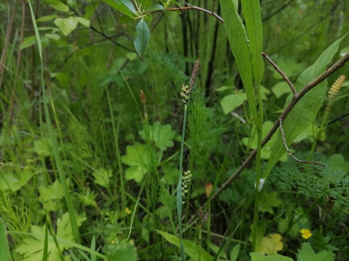 Carex panicea (grass-like sedge)