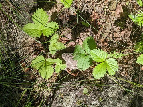 Fragaria vesca (Woodland Strawberry) (alternate view 9)